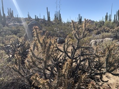 Cylindropuntia molesta molesta