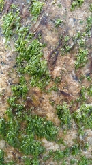 Ulva californica