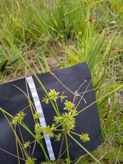 Cyperus elegans