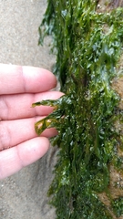Ulva californica