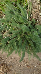 Achillea millefolium