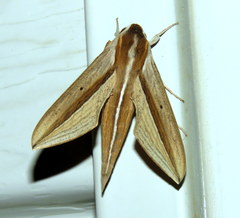 Theretra silhetensis