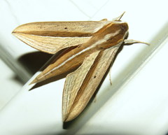 Theretra silhetensis