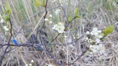 Amelanchier canadensis