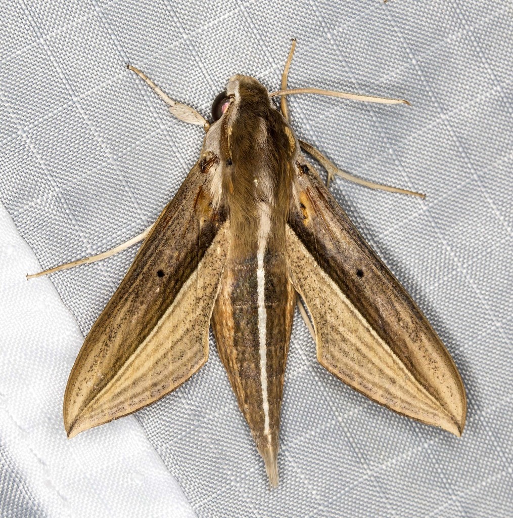 Brown-Banded Hunter Hawkmoth