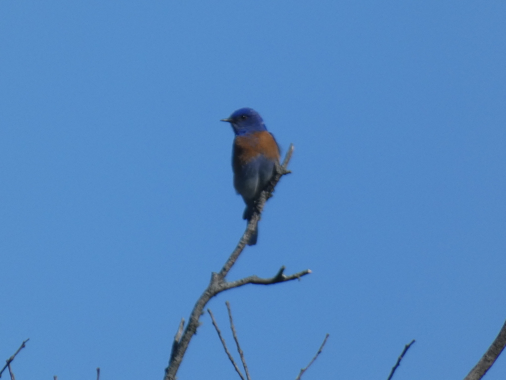 Western Bluebird
