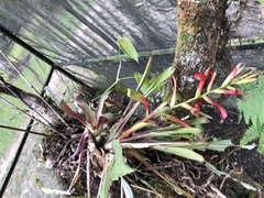 Tillandsia leiboldiana