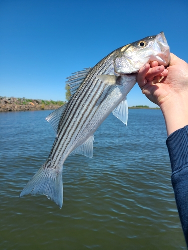 Striped Bass, photo 4 of 8