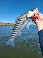 Striped Bass photo 6