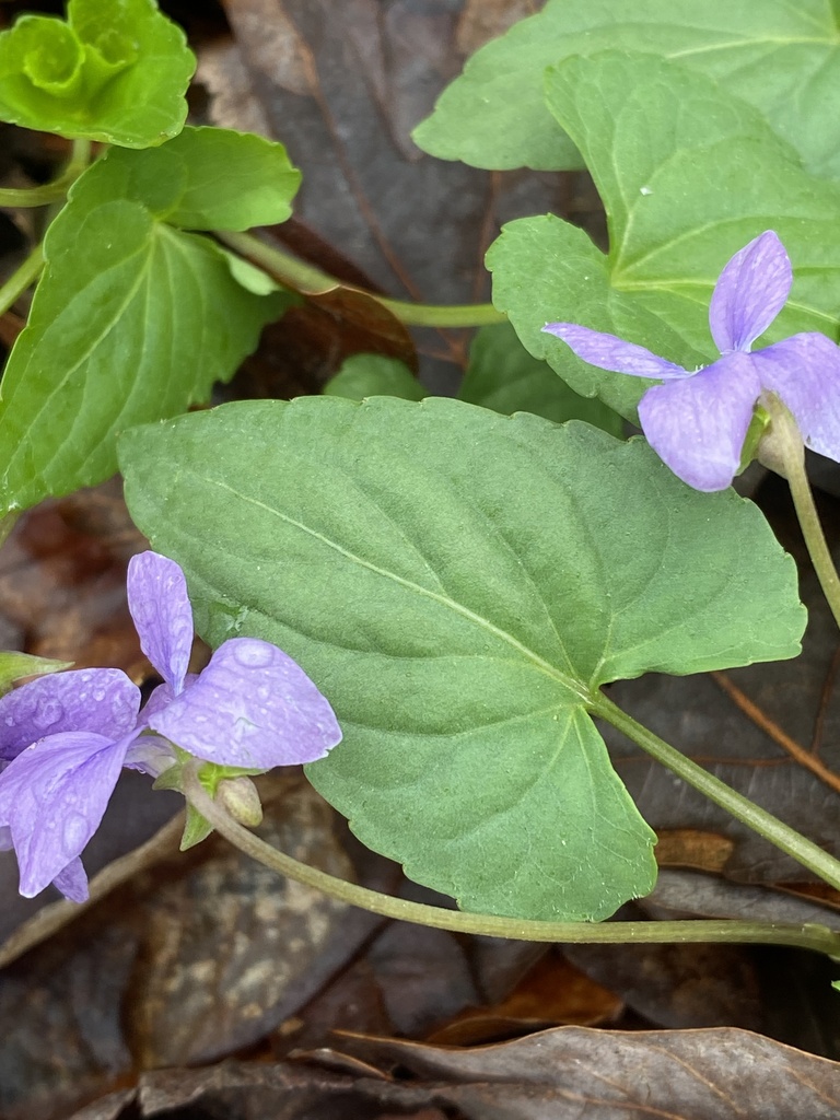 Le Conte's Violet from Union Hope Rd, Center Cross, VA, US on April 2 ...