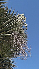 Yucca valida