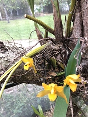 Lycaste