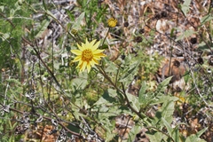 Helianthus gracilentus