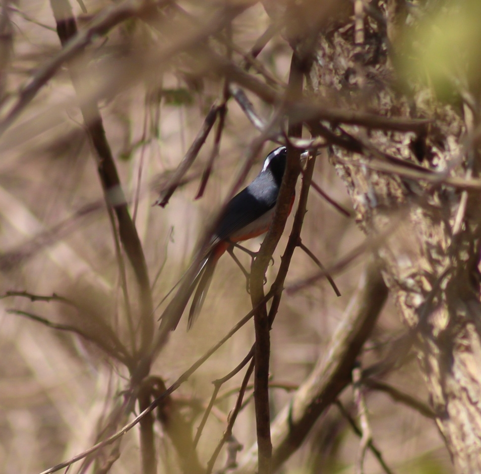 Red-breasted Chat (Granatellus venustus), photo 5