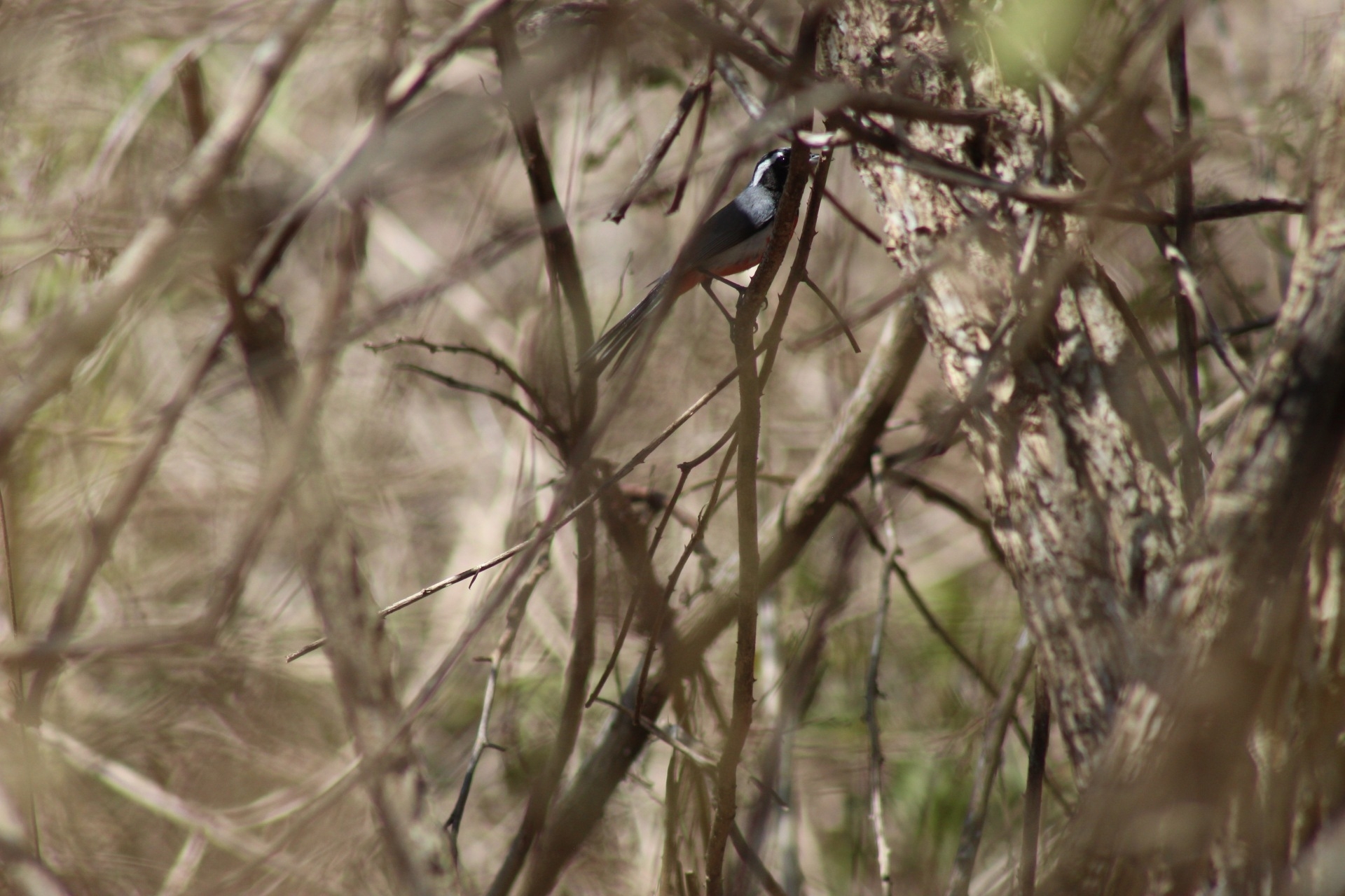 Red-breasted Chat (Granatellus venustus), photo 6