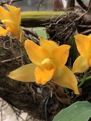 Lycaste