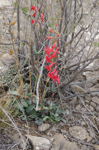 Image of Penstemon alamosensis by (c) Eric Knight, some rights reserved (CC BY)