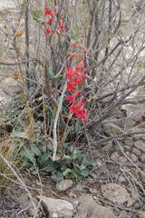 Penstemon alamosensis, photograph (c) Eric Knight, some rights reserved (CC BY)