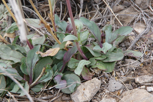 Image of Penstemon alamosensis by (c) Eric Knight, some rights reserved (CC BY)