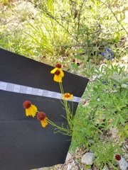 Helenium amarum badium