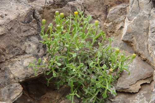 New Mexico Rockdaisy (Laphamia staurophylla)