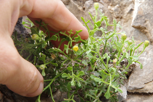 Image of Laphamia staurophylla by (c) Eric Knight, some rights reserved (CC BY)