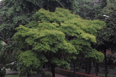 Cenostigma pluviosum