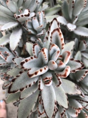 Kalanchoe tomentosa