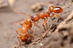 Myrmica scabrinodis
