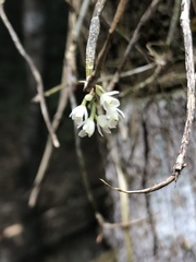 Scaphyglottis behrii