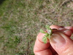Nemophila parviflora