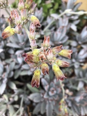 Kalanchoe tomentosa