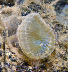 Myxicola
