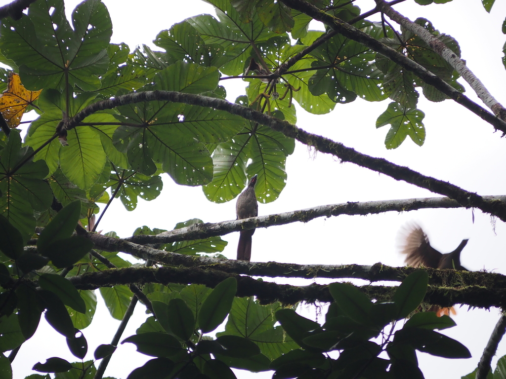 Speckled Chachalaca from Putumayo on September 17, 2023 at 05:00 PM by ...