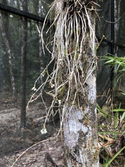 Scaphyglottis behrii