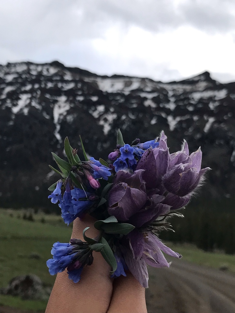 plants from Park County, WY, USA on June 18, 2019 at 06:49 PM by ...