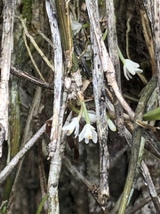 Scaphyglottis behrii