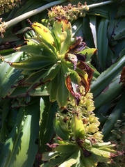 Eucomis