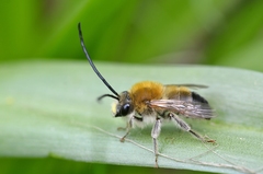 Eucera nigrescens