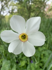 Narcissus poeticus