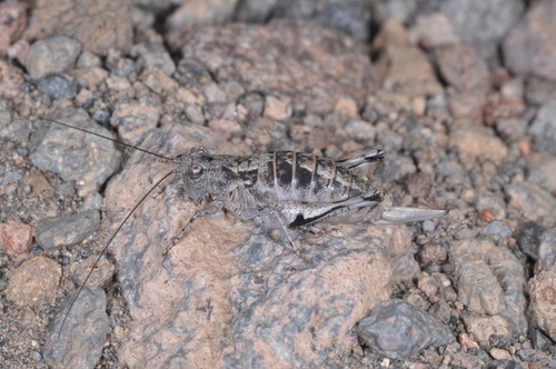 Platydecticus angustifrons