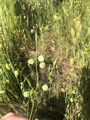 Thysanocarpus radians