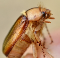 Rhizotrogus aestivus