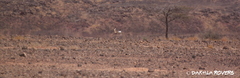 Gazella dorcas