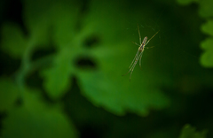 Tetragnatha pinicola