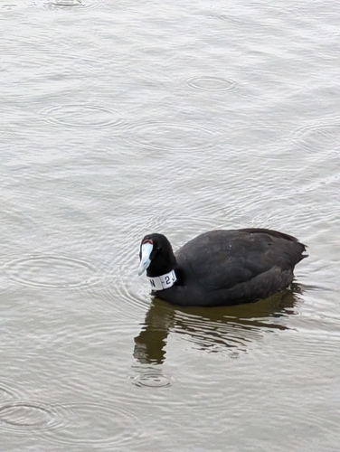 Focha moruna (Fulica cristata)
