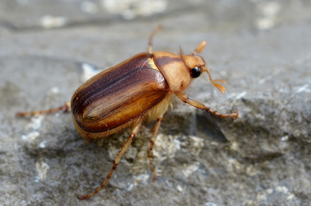 Summer Rhizotrogus