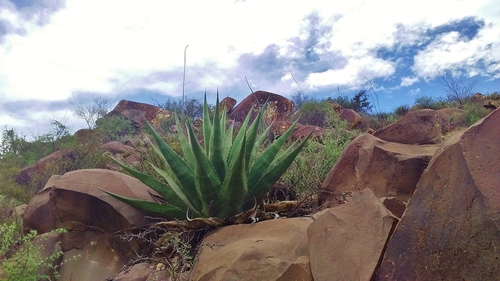 Agave gentryi