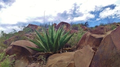 Agave gentryi
