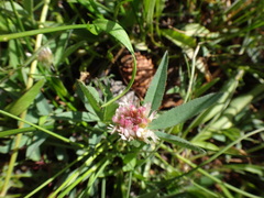 Trifolium longipes